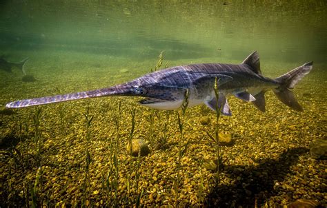 what is a paddlefish fish